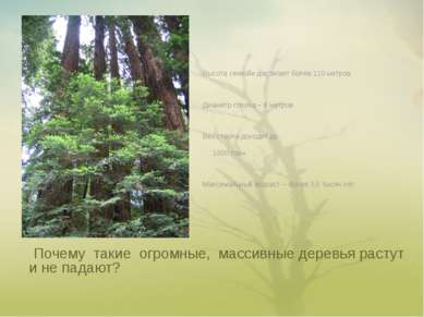 Почему такие огромные, массивные деревья растут и не падают? Высота секвойи д...