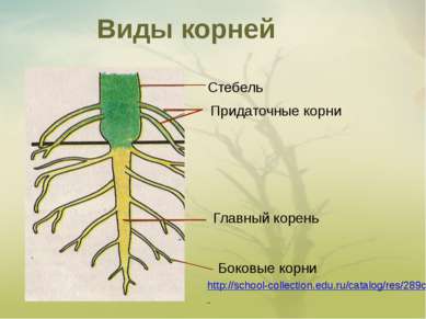 Виды корней Стебель Придаточные корни Главный корень Боковые корни http://sch...