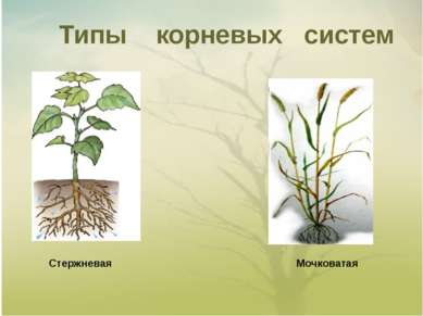 Типы корневых систем Стержневая Мочковатая