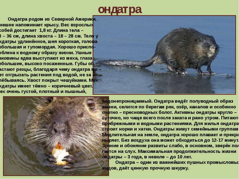 ондатра Ондатра родом из Северной Америки. Внешне напоминает крысу. Вес взрос...