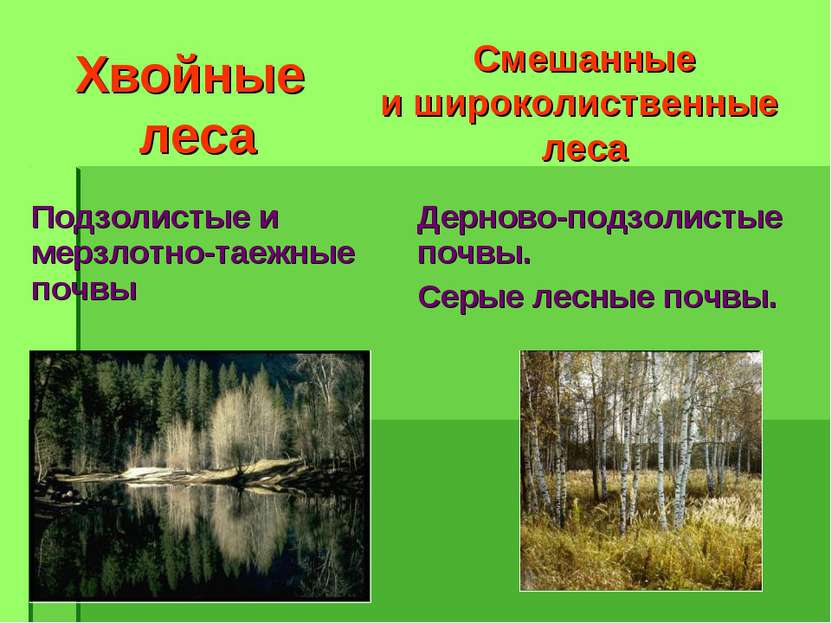 Хвойные леса Смешанные и широколиственные леса Подзолистые и мерзлотно-таежны...