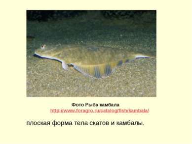 плоская форма тела скатов и камбалы. Фото Рыба камбала http://www.foragro.ru/...