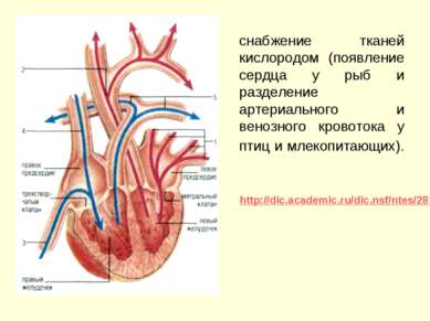 снабжение тканей кислородом (появление сердца у рыб и разделение артериальног...