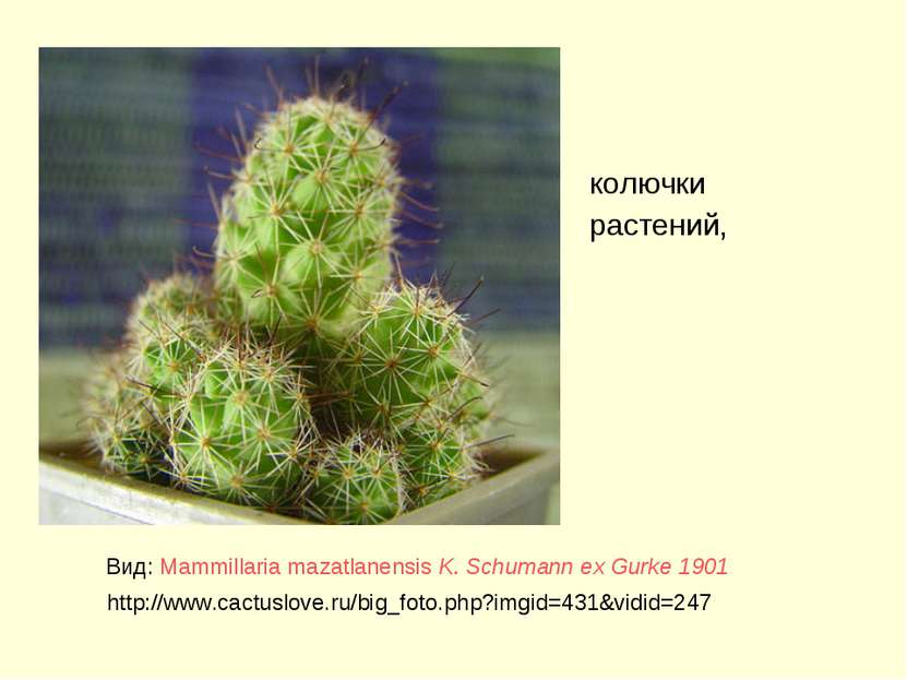 колючки растений, Вид: Mammillaria mazatlanensis K. Schumann ex Gurke 1901 ht...