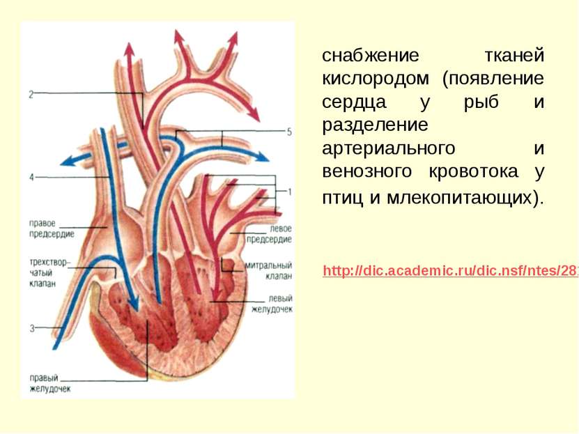 снабжение тканей кислородом (появление сердца у рыб и разделение артериальног...