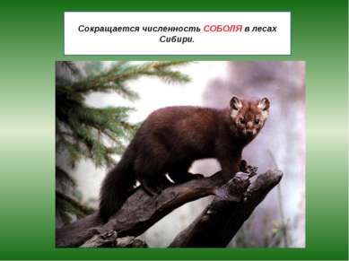 Сокращается численность СОБОЛЯ в лесах Сибири.