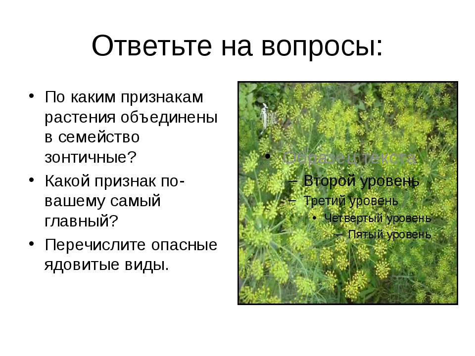 Семейство зонтичные презентация. По каким признакам растения объединяют в семейство капустных. Как определить подотдел растений.