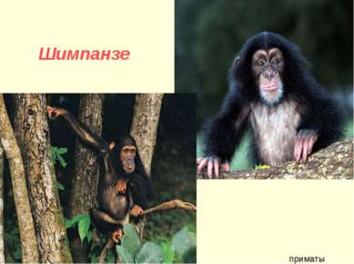 Шимпанзе приматы