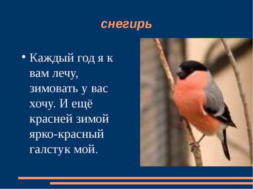 снегирь Каждый год я к вам лечу, зимовать у вас хочу. И ещё красней зимой ярк...