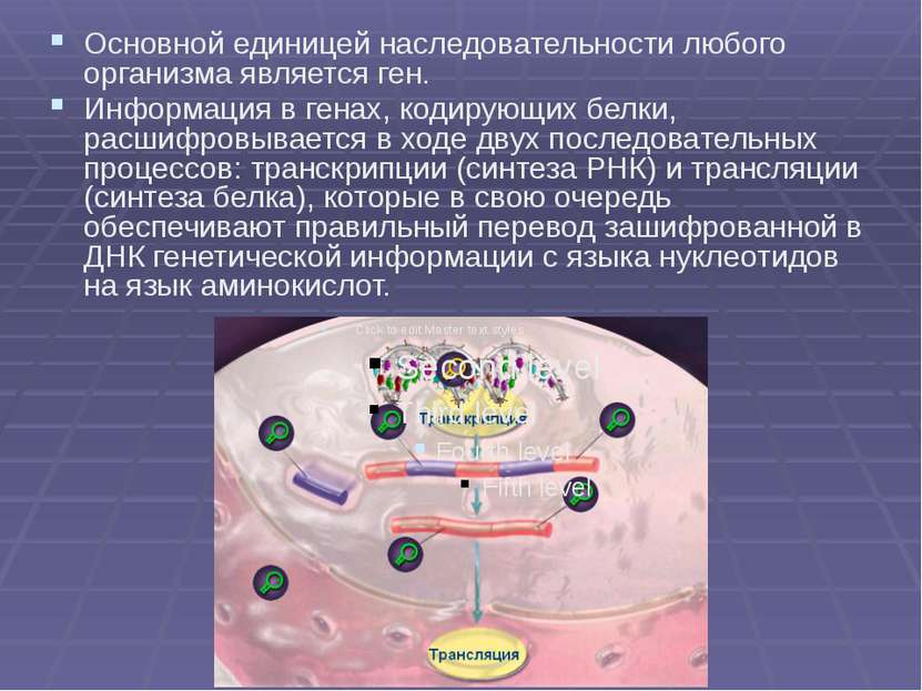 Основной единицей наследовательности любого организма является ген. Информаци...