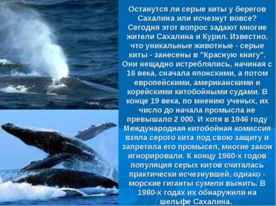 Останутся ли серые киты у берегов Сахалина или исчезнут вовсе? Сегодня этот в...