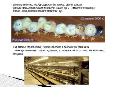 Для получения пищ. яиц кур содержат без петухов. Цыплят выводят в инкубаторах...
