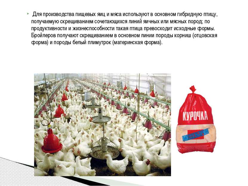  Для производства пищевых яиц и мяса используют в основном гибридную птицу, п...