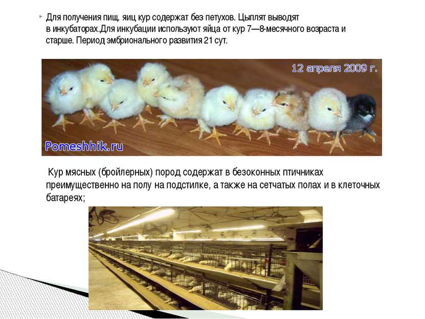 Для получения пищ. яиц кур содержат без петухов. Цыплят выводят в инкубаторах...