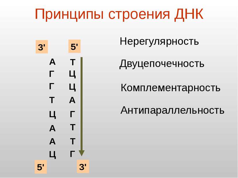 Принципы строения ДНК А Г Г Т Ц А А Ц Нерегулярность Двуцепочечность Ц Ц Комп...