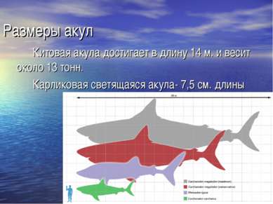 Размеры акул Китовая акула достигает в длину 14 м. и весит около 13 тонн. Кар...
