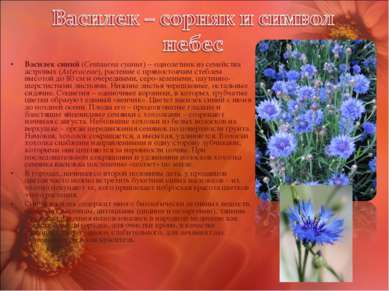 Василек синий (Centaurea cyanus) – однолетник из семейства астровых (Asterace...
