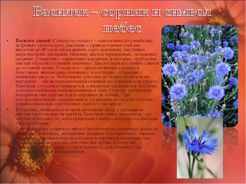 Василек синий (Centaurea cyanus) – однолетник из семейства астровых (Asterace...