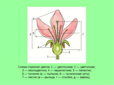Схема строения цветка: 1 — цветоножка; 2 — цветоложе; 3 — околоцветник; 4 — ч...