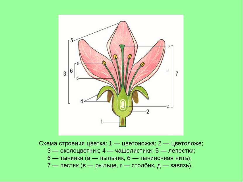 Схема строения цветка: 1 — цветоножка; 2 — цветоложе; 3 — околоцветник; 4 — ч...