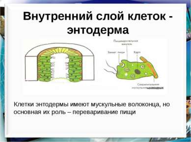 Внутренний слой клеток - энтодерма Клетки энтодермы имеют мускульные волоконц...