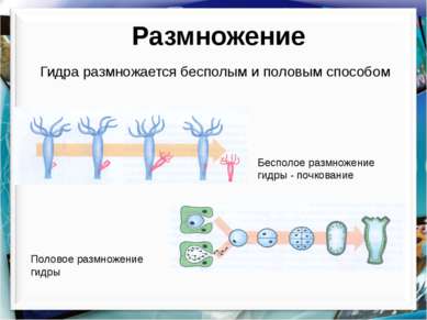 Размножение Гидра размножается бесполым и половым способом Бесполое размножен...