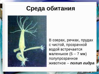 В озерах, речках, прудах с чистой, прозрачной водой встречается маленькое (5 ...