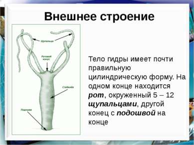 Внешнее строение Тело гидры имеет почти правильную цилиндрическую форму. На о...