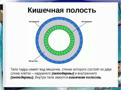 Кишечная полость Тело гидры имеет вид мешочка, стенки которого состоят из дву...