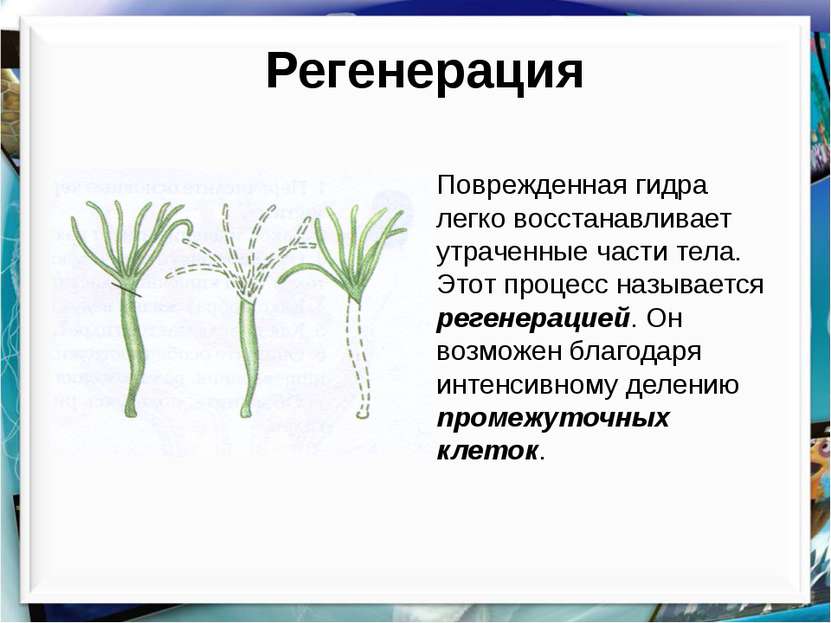 Регенерация Поврежденная гидра легко восстанавливает утраченные части тела. Э...