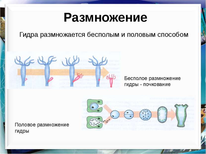 Размножение Гидра размножается бесполым и половым способом Бесполое размножен...