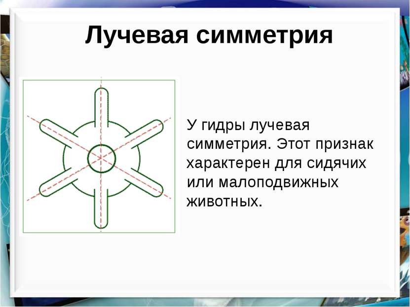 Лучевая симметрия У гидры лучевая симметрия. Этот признак характерен для сидя...