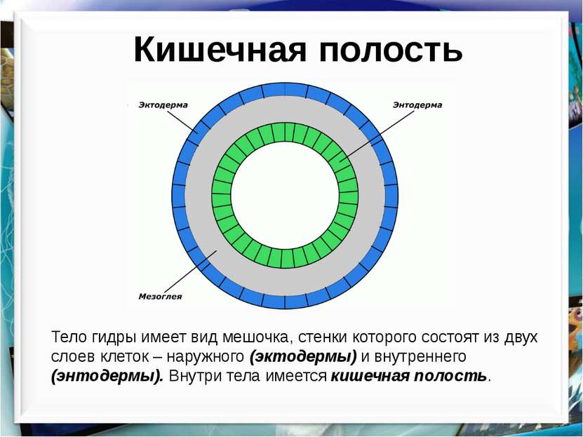 Кишечная полость Тело гидры имеет вид мешочка, стенки которого состоят из дву...