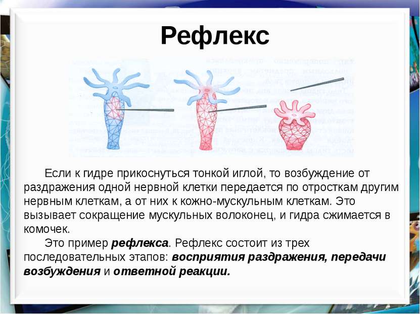 Рефлекс Если к гидре прикоснуться тонкой иглой, то возбуждение от раздражения...