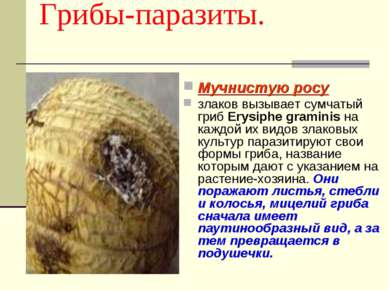 Грибы-паразиты. Мучнистую росу злаков вызывает сумчатый гриб Erysiphe gramini...