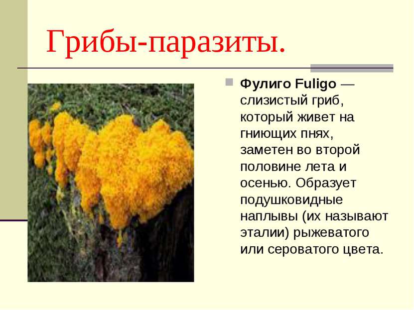 Грибы-паразиты. Фулиго Fuligo — слизистый гриб, который живет на гниющих пнях...