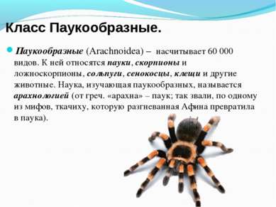 Класс Паукообразные. Паукообразные (Arachnoidea) – насчитывает 60 000 видов. ...