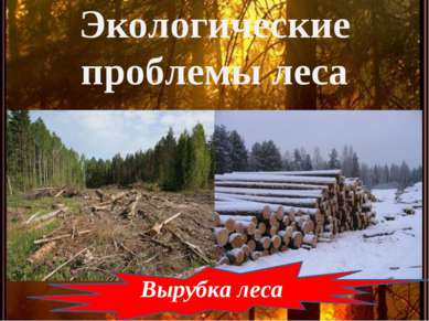 Экологические проблемы леса Вырубка леса