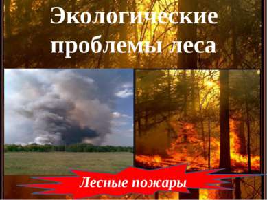 Экологические проблемы леса Лесные пожары