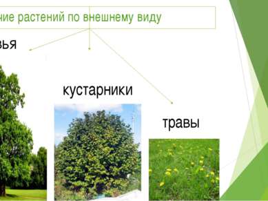Различие растений по внешнему виду деревья кустарники травы