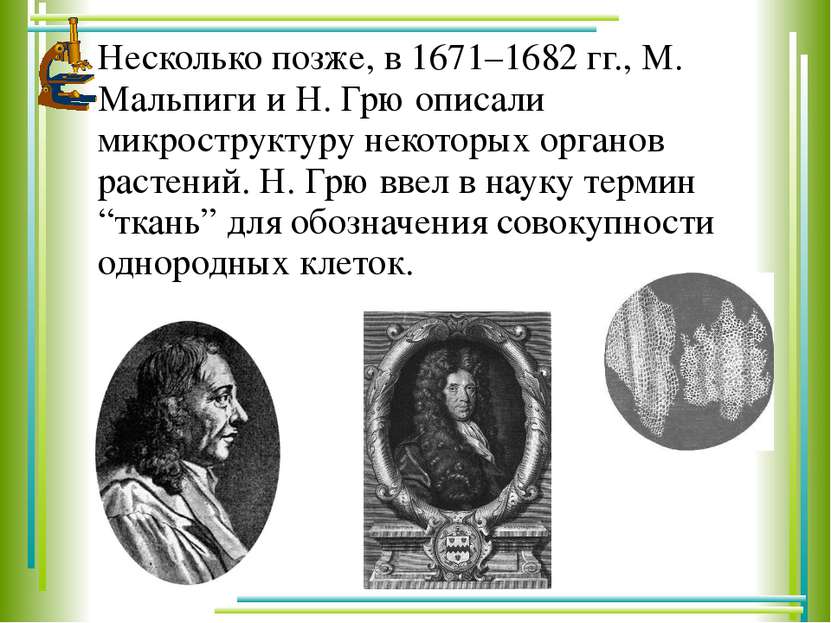 Несколько позже, в 1671–1682 гг., М. Мальпиги и Н. Грю описали микроструктуру...