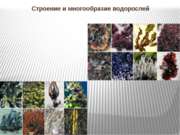 Строение и многообразие водорослей (5 класс)