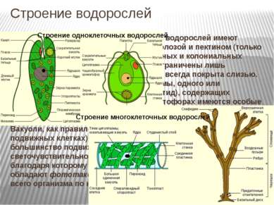 Строение водорослей Строение клеток. Клетки большинства водорослей имеют клет...