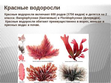 Красные водоросли Красные водоросли включают 600 родов (3750 видов) и делятся...