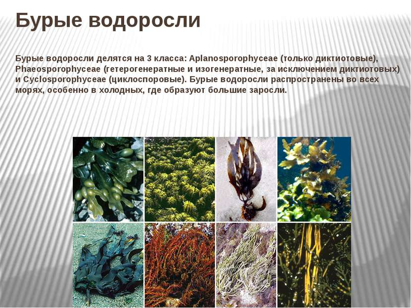 Бурые водоросли Бурые водоросли делятся на 3 класса: Aplanosporophyceae (толь...