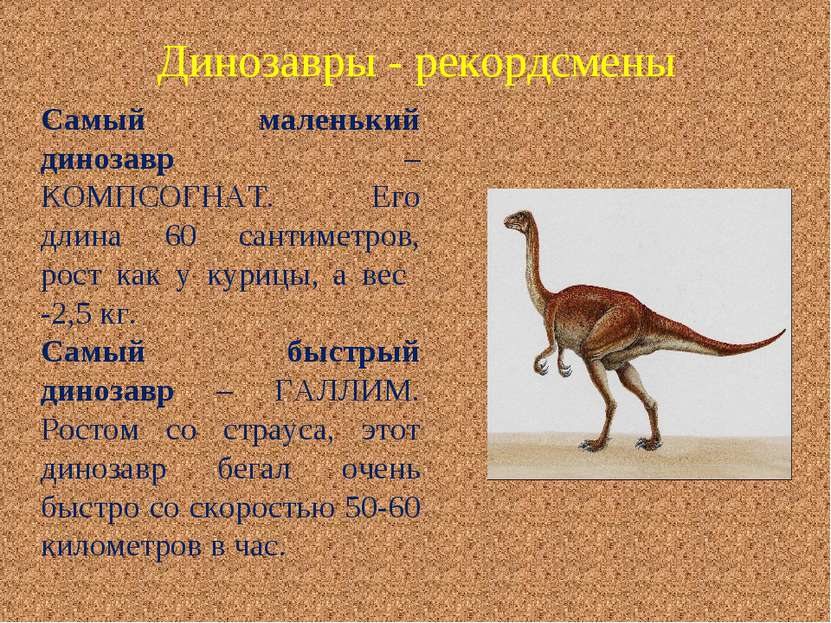 Самый маленький динозавр – КОМПСОГНАТ. Его длина 60 сантиметров, рост как у к...