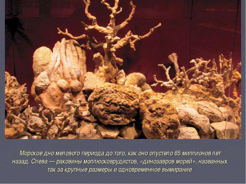 Морское дно мелового периода до того, как оно опустело 65 миллионов лет наза...