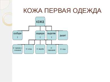 КОЖА ПЕРВАЯ ОДЕЖДА