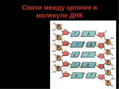 Связи между цепями в молекуле ДНК Осуществляется при помощи водородных связей...