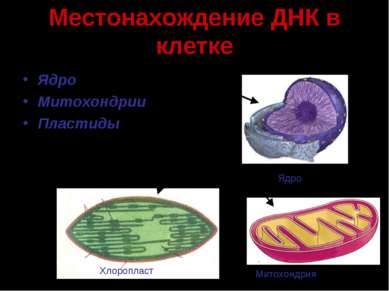 Местонахождение ДНК в клетке Ядро Митохондрии Пластиды Хлоропласт Митохондрия...